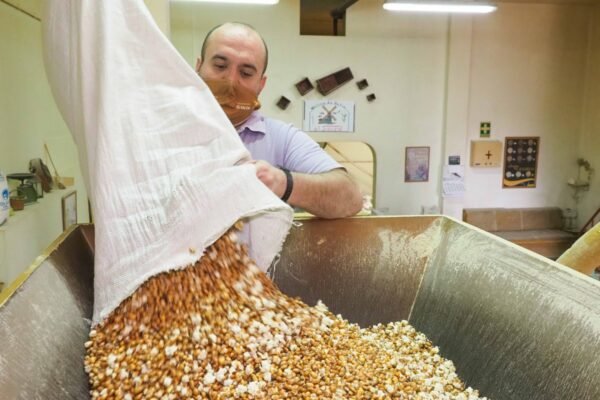 GOFIO EL SAUZAL MILLO - PRODUCTO TÍPICO DE CANARIAS. - Imagen 3