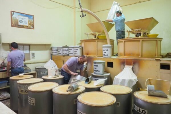 GOFIO EL SAUZAL MILLO - PRODUCTO TÍPICO DE CANARIAS. - Imagen 4